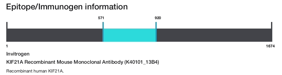KIF21A Recombinant Mouse Monoclonal Antibody (K40101_13B4)