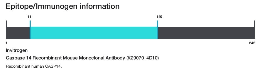 Caspase 14 Recombinant Mouse Monoclonal Antibody (K29070_4D10)