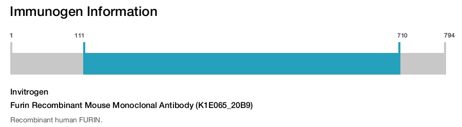 Furin Recombinant Mouse Monoclonal Antibody (K1E065_20B9)