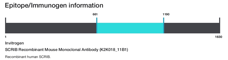 SCRIB Recombinant Mouse Monoclonal Antibody (K2K018_11B1)