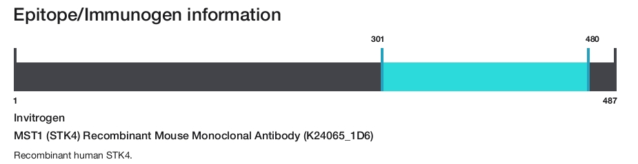 MST1 (STK4) Recombinant Mouse Monoclonal Antibody (K24065_1D6)