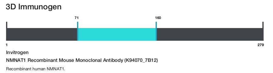 NMNAT1 Recombinant Mouse Monoclonal Antibody (K94070_7B12)