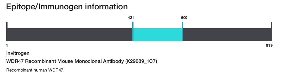 WDR47 Recombinant Mouse Monoclonal Antibody (K29089_1C7)