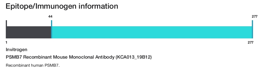 PSMB7 Recombinant Mouse Monoclonal Antibody (KCA013_19B12)