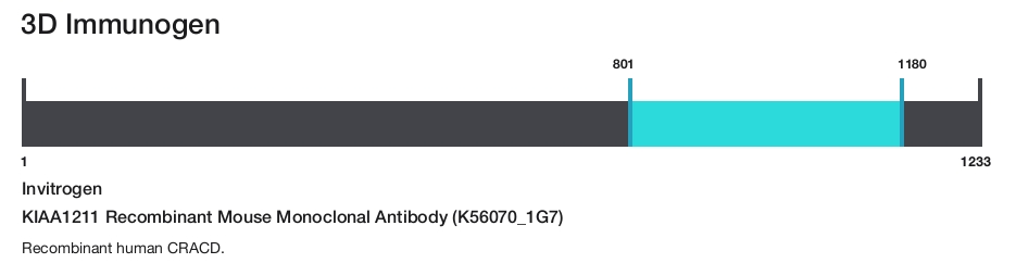KIAA1211 Recombinant Mouse Monoclonal Antibody (K56070_1G7)