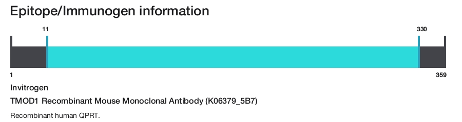TMOD1 Recombinant Mouse Monoclonal Antibody (K06379_5B7)