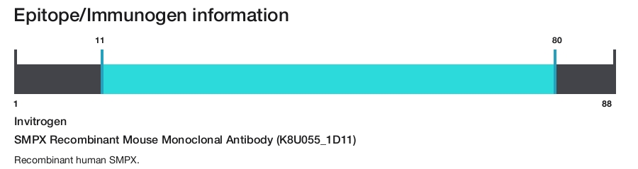 SMPX Recombinant Mouse Monoclonal Antibody (K8U055_1D11)