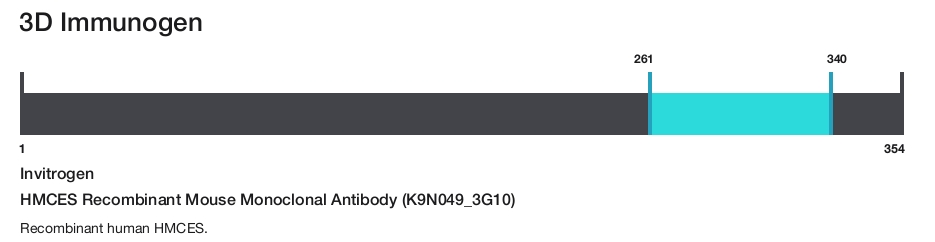 HMCES Recombinant Mouse Monoclonal Antibody (K9N049_3G10)