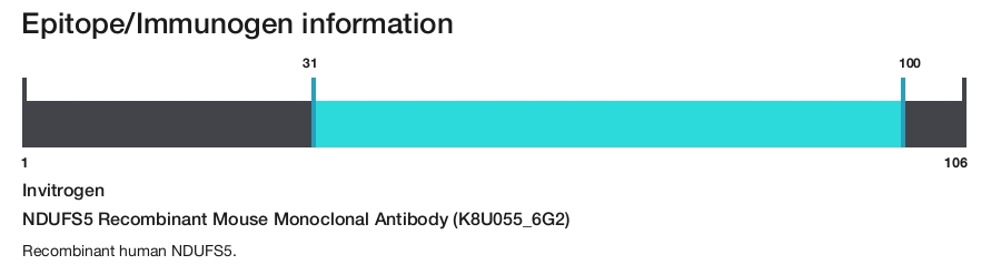 NDUFS5 Recombinant Mouse Monoclonal Antibody (K8U055_6G2)