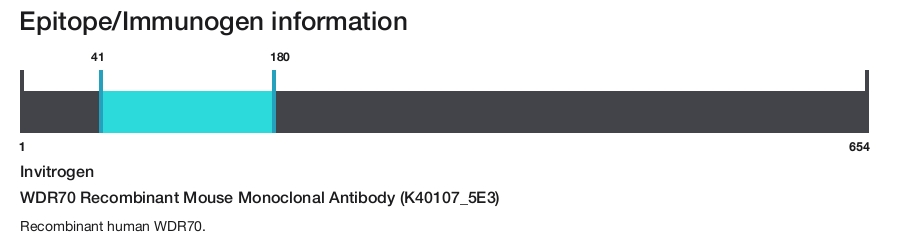 WDR70 Recombinant Mouse Monoclonal Antibody (K40107_5E3)