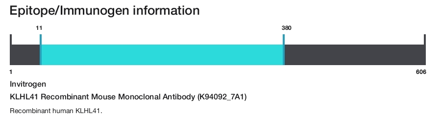 KLHL41 Recombinant Mouse Monoclonal Antibody (K94092_7A1)