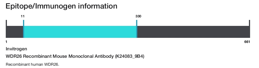 WDR26 Recombinant Mouse Monoclonal Antibody (K24083_9B4)