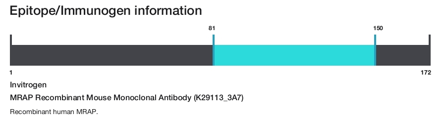 MRAP Recombinant Mouse Monoclonal Antibody (K29113_3A7)