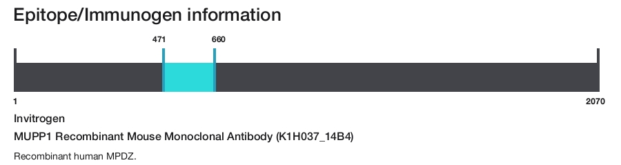 MUPP1 Recombinant Mouse Monoclonal Antibody (K1H037_14B4)