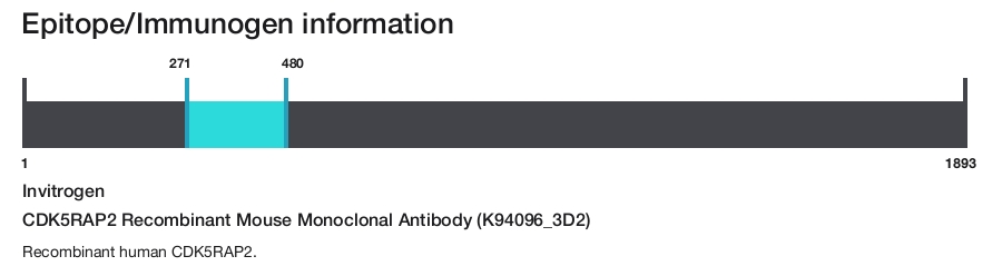 CDK5RAP2 Recombinant Mouse Monoclonal Antibody (K94096_3D2)