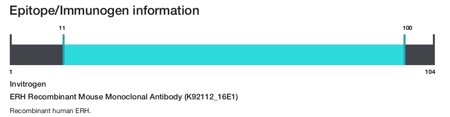 ERH Recombinant Mouse Monoclonal Antibody (K92112_16E1)