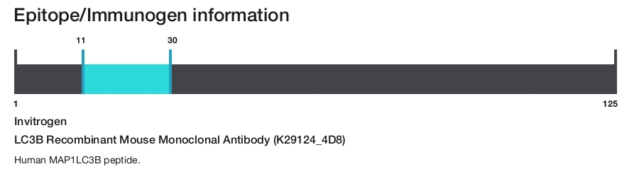 LC3B Recombinant Mouse Monoclonal Antibody (K29124_4D8)