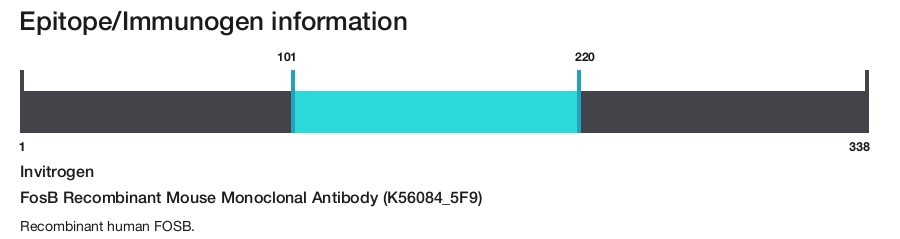 FosB Recombinant Mouse Monoclonal Antibody (K56084_5F9)