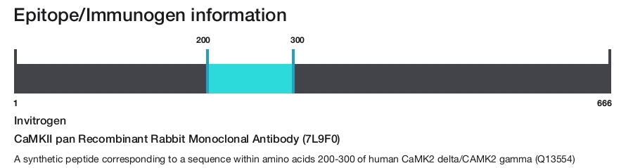 CaMKII pan Recombinant Rabbit Monoclonal Antibody (7L9F0)
