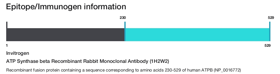 ATP Synthase beta Recombinant Rabbit Monoclonal Antibody (1H2W2)