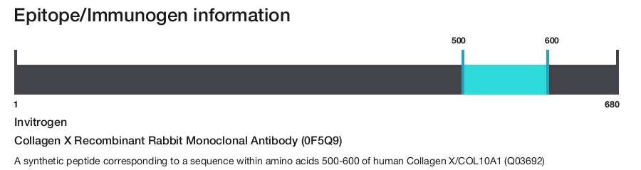 Collagen X Recombinant Rabbit Monoclonal Antibody (0F5Q9)