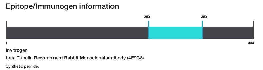 beta Tubulin Recombinant Rabbit Monoclonal Antibody (4E9G8)