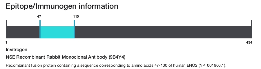 NSE Recombinant Rabbit Monoclonal Antibody (9B4Y4)