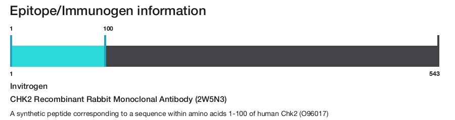 CHK2 Recombinant Rabbit Monoclonal Antibody (2W5N3)