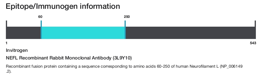 NEFL Recombinant Rabbit Monoclonal Antibody (3L9Y10)