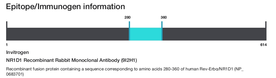 NR1D1 Recombinant Rabbit Monoclonal Antibody (9I2H1)