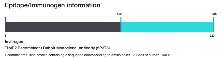 TIMP2 Recombinant Rabbit Monoclonal Antibody (5P3T3)