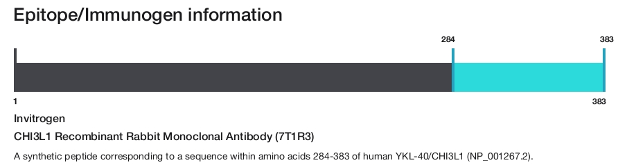 CHI3L1 Recombinant Rabbit Monoclonal Antibody (7T1R3)