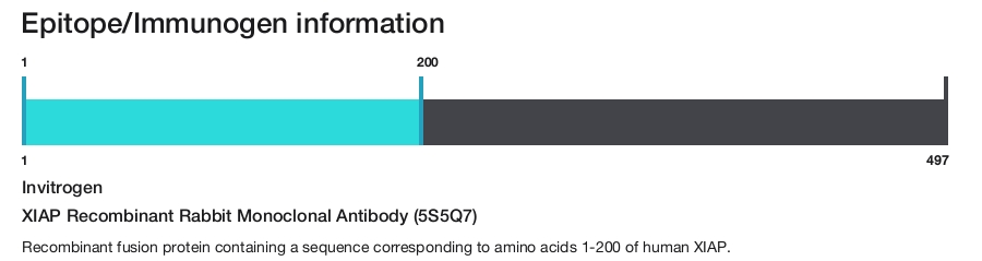 XIAP Recombinant Rabbit Monoclonal Antibody (5S5Q7)