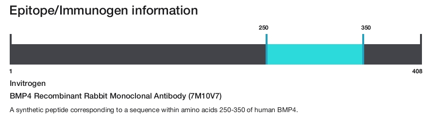 BMP4 Recombinant Rabbit Monoclonal Antibody (7M10V7)