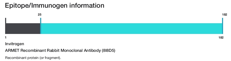 ARMET Recombinant Rabbit Monoclonal Antibody (8I8D5)