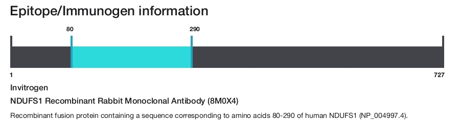 NDUFS1 Recombinant Rabbit Monoclonal Antibody (8M0X4)