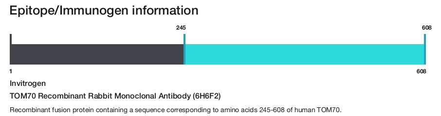 TOM70 Recombinant Rabbit Monoclonal Antibody (6H6F2)