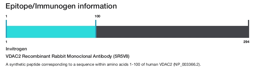 VDAC2 Recombinant Rabbit Monoclonal Antibody (5R5V8)