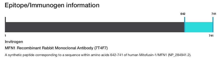 MFN1 Recombinant Rabbit Monoclonal Antibody (7T4F7)