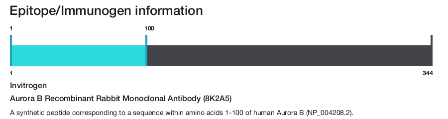 Aurora B Recombinant Rabbit Monoclonal Antibody (8K2A5)