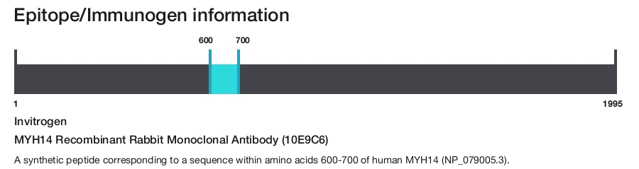 MYH14 Recombinant Rabbit Monoclonal Antibody (10E9C6)
