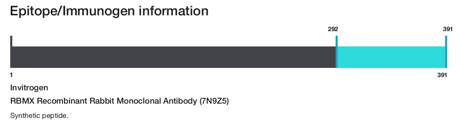 RBMX Recombinant Rabbit Monoclonal Antibody (7N9Z5)