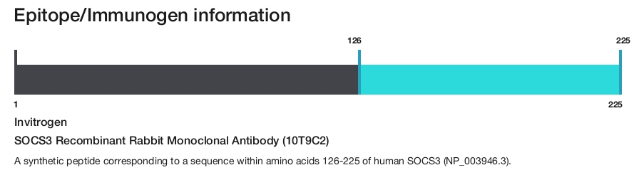 SOCS3 Recombinant Rabbit Monoclonal Antibody (10T9C2)