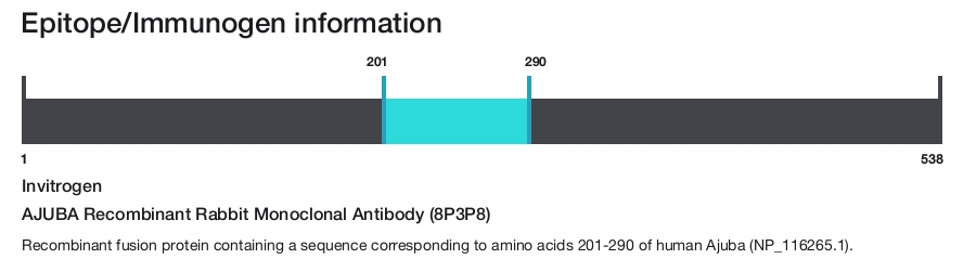 AJUBA Recombinant Rabbit Monoclonal Antibody (8P3P8)