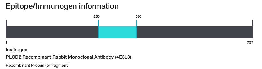 PLOD2 Recombinant Rabbit Monoclonal Antibody (4E3L3)