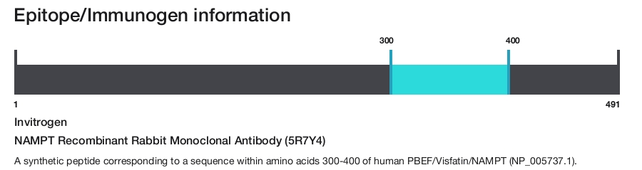 NAMPT Recombinant Rabbit Monoclonal Antibody (5R7Y4)