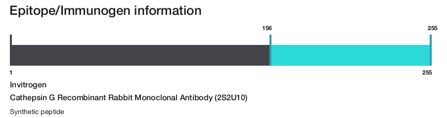 Cathepsin G Recombinant Rabbit Monoclonal Antibody (2S2U10)