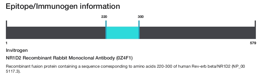 NR1D2 Recombinant Rabbit Monoclonal Antibody (0Z4F1)