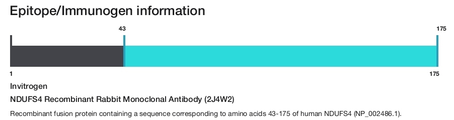 NDUFS4 Recombinant Rabbit Monoclonal Antibody (2J4W2)