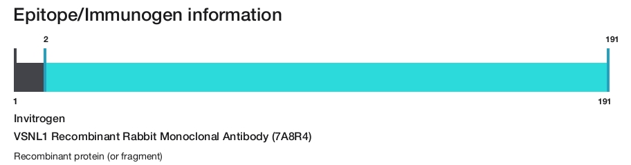 VSNL1 Recombinant Rabbit Monoclonal Antibody (7A8R4)